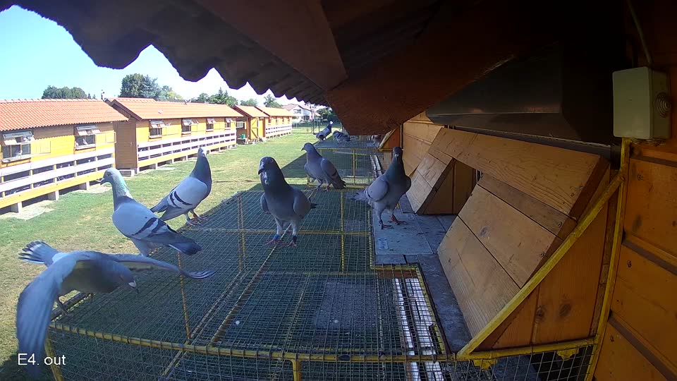 Pigeon Arrival Image For Race Race 2