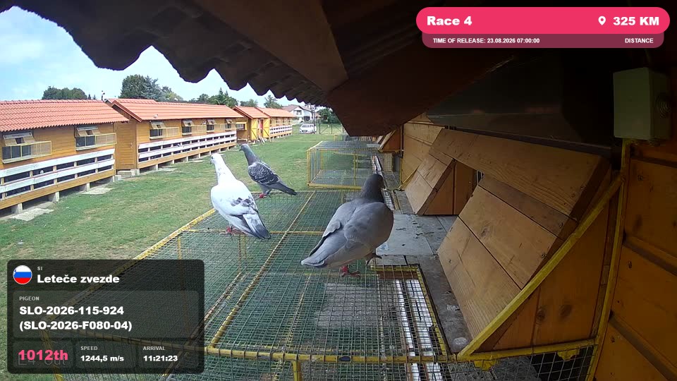 Pigeon Arrival Image For Race Race 4