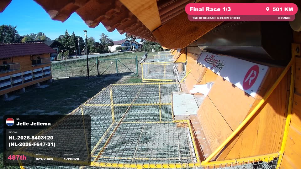 Pigeon Arrival Image For Race Final Race 1/3