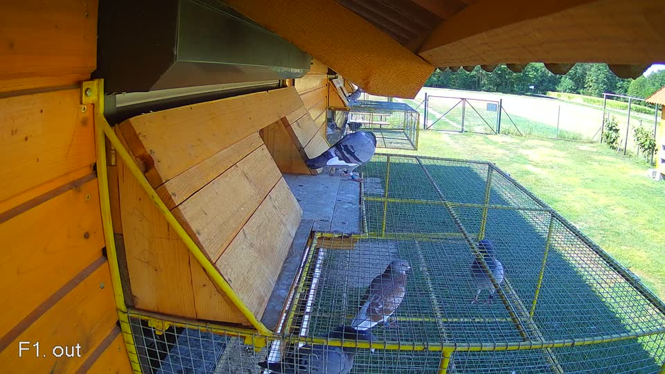 Pigeon Arrival Image For Race Race 2