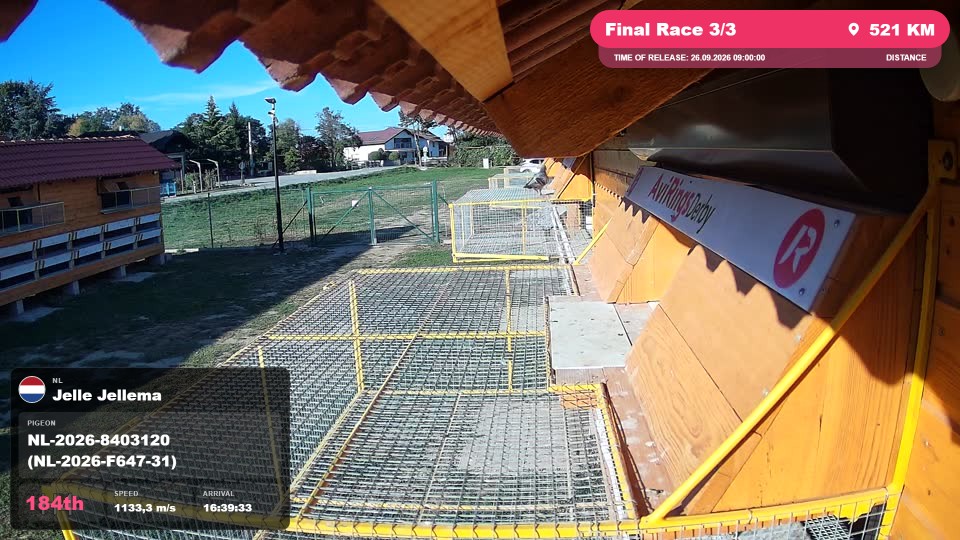 Pigeon Arrival Image For Race Final Race 3/3