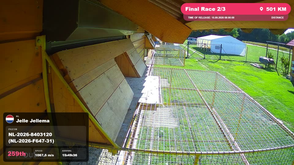 Pigeon Arrival Image For Race Final Race 2/3