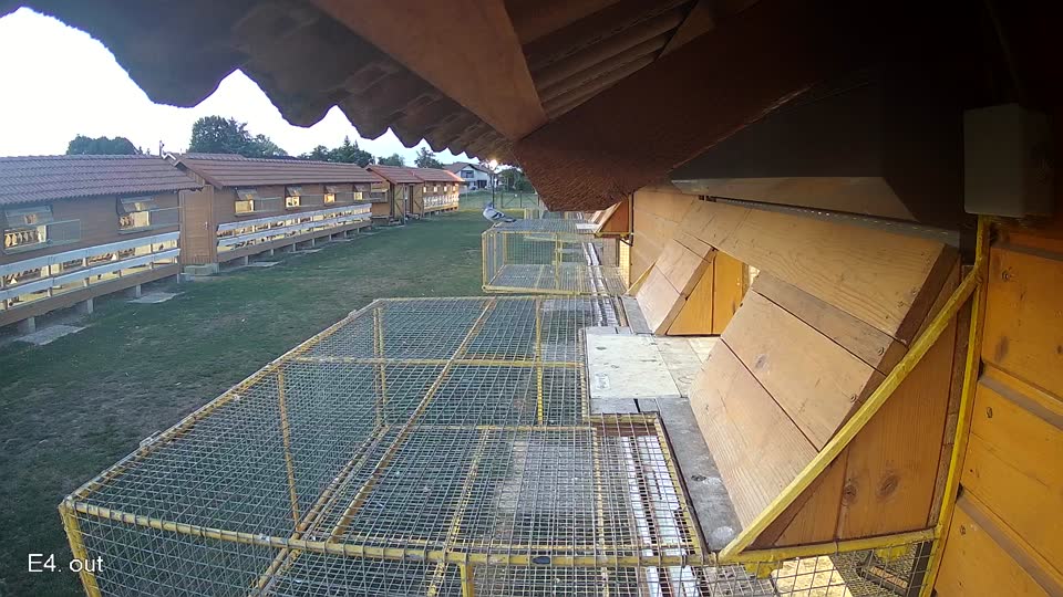 Pigeon Arrival Image For Race Race 5