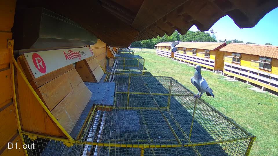 Pigeon Arrival Image For Race Race 3