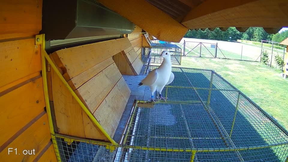 Pigeon Arrival Image For Race Race 3