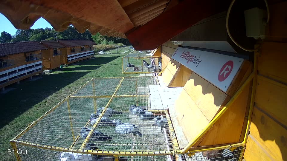 Pigeon Arrival Image For Race Race 5