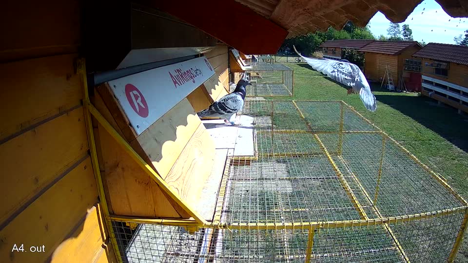 Pigeon Arrival Image For Race Race 2