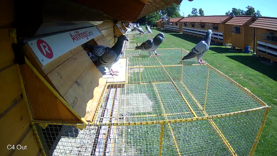 Pigeon Arrival Image For Race Race 2