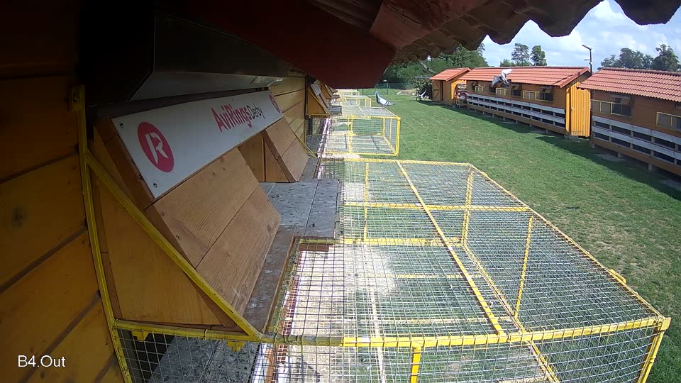 Pigeon Arrival Image For Race Race 6