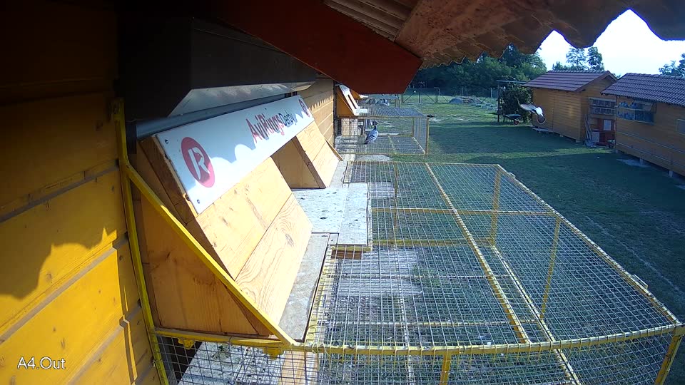 Pigeon Arrival Image For Race Race 4