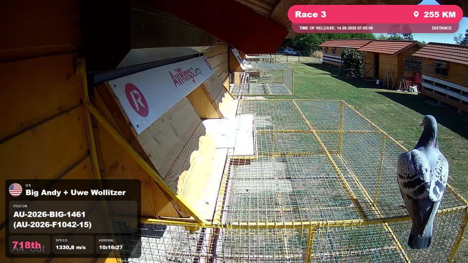 Pigeon Arrival Image For Race Race 3