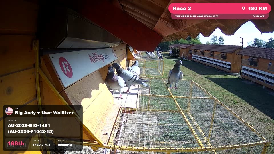 Pigeon Arrival Image For Race Race 2