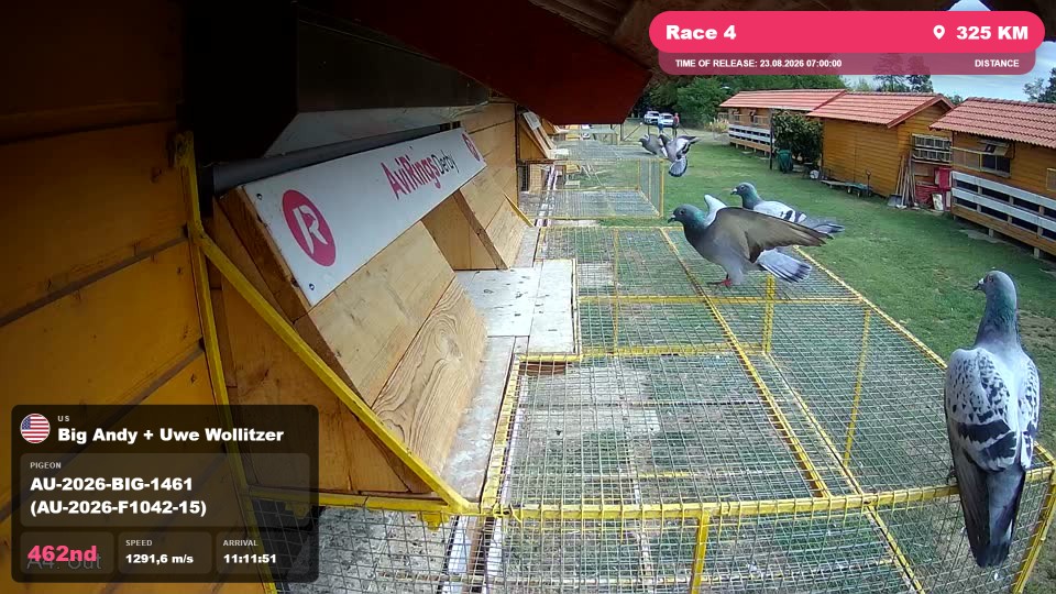 Pigeon Arrival Image For Race Race 4
