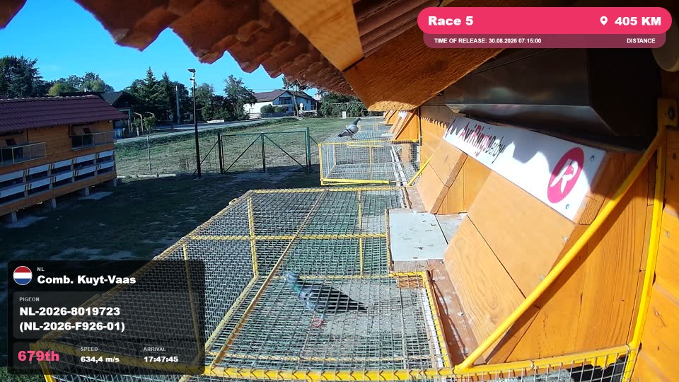 Pigeon Arrival Image For Race Race 5