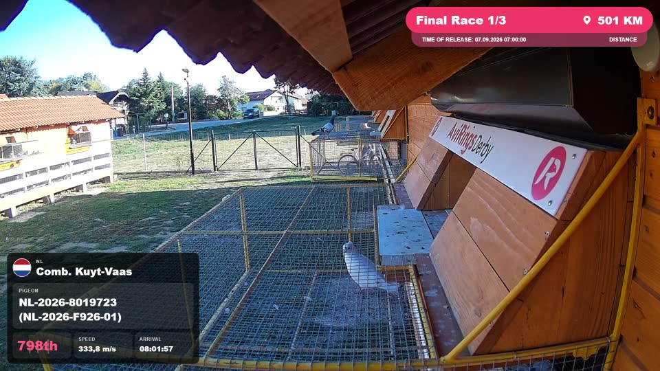 Pigeon Arrival Image For Race Final Race 1/3
