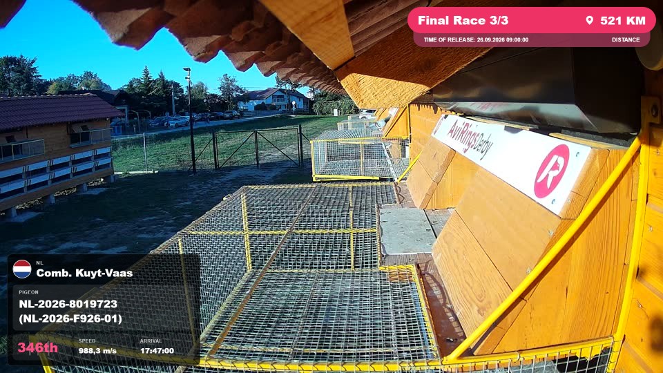 Pigeon Arrival Image For Race Final Race 3/3