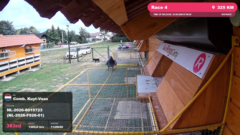 Pigeon Arrival Image For Race Race 4