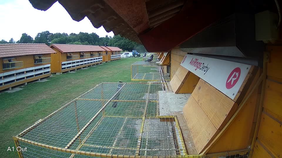 Pigeon Arrival Image For Race Race 3