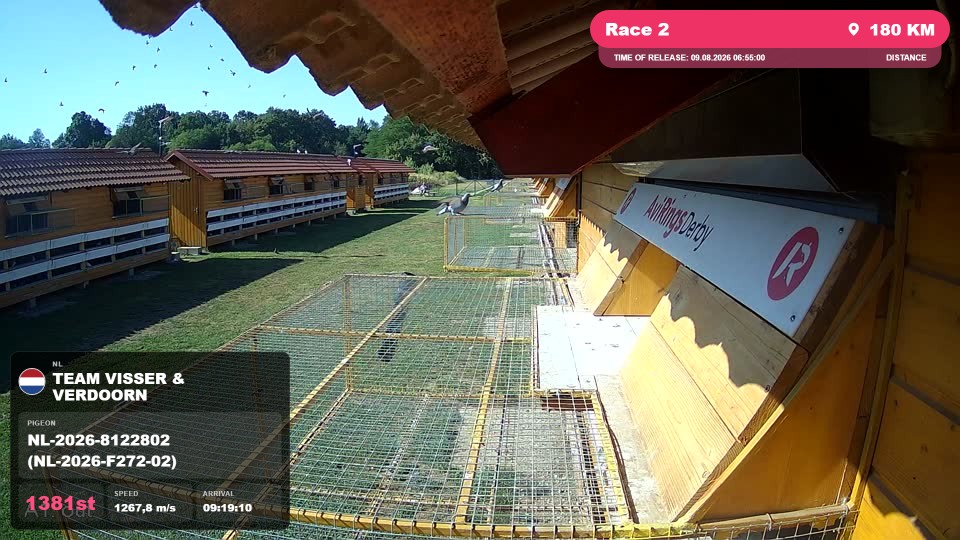 Pigeon Arrival Image For Race Race 2