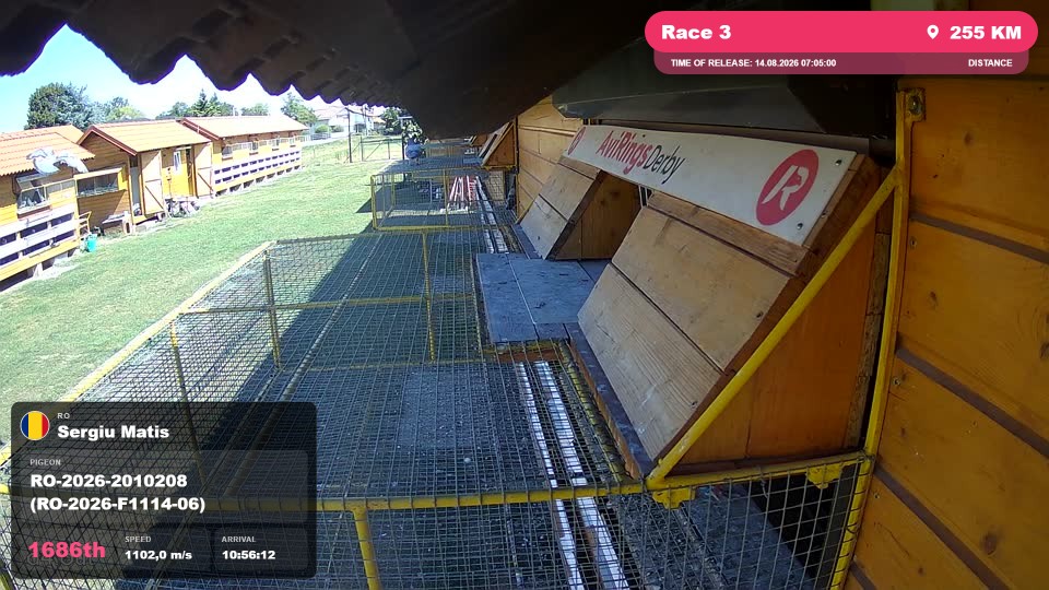 Pigeon Arrival Image For Race Race 3