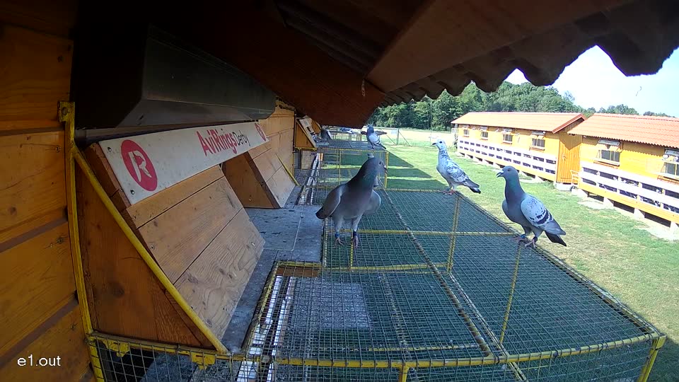 Pigeon Arrival Image For Race Race 1