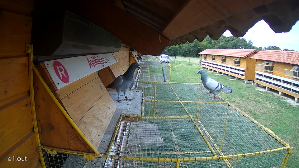 Pigeon Arrival Image For Race Race 4