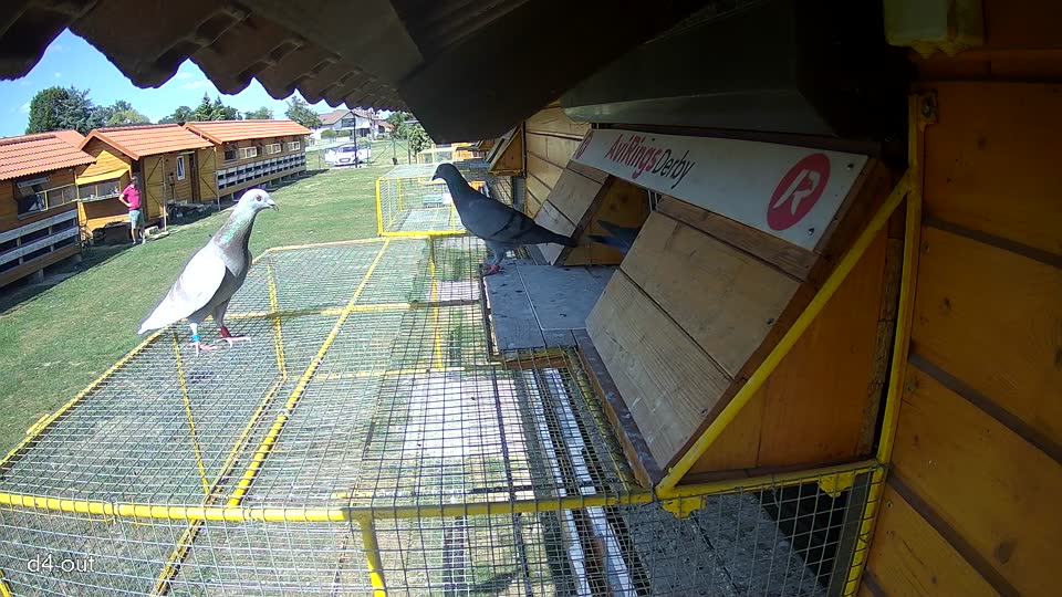 Pigeon Arrival Image For Race Race 5