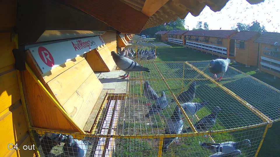 Pigeon Arrival Image For Race Race 1