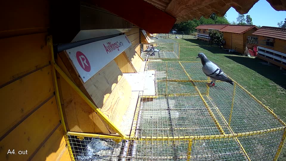 Pigeon Arrival Image For Race Race 5
