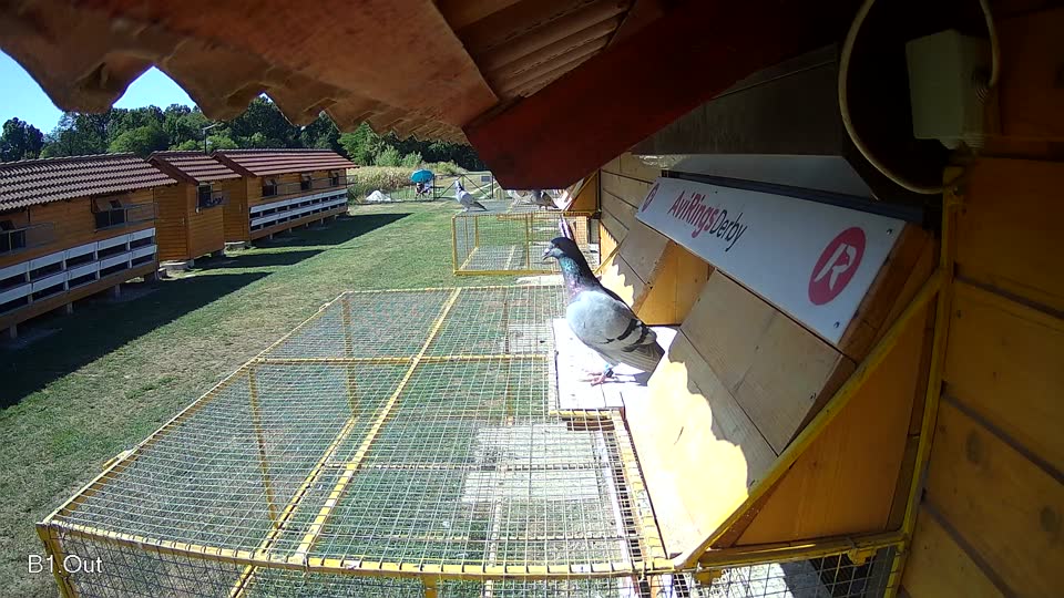 Pigeon Arrival Image For Race Race 3