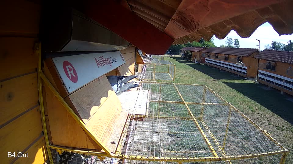 Pigeon Arrival Image For Race Race 2