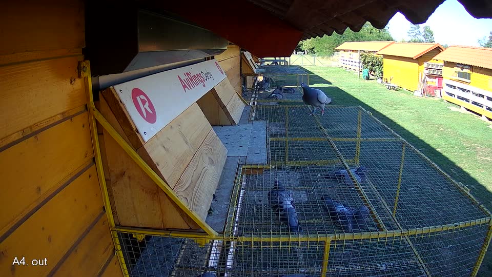 Pigeon Arrival Image For Race Race 4