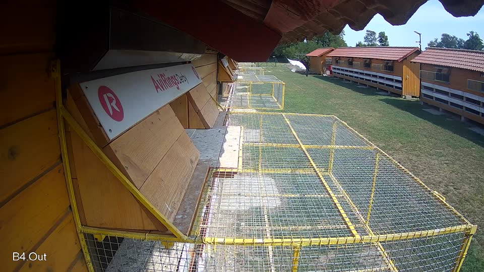 Pigeon Arrival Image For Race Race 4