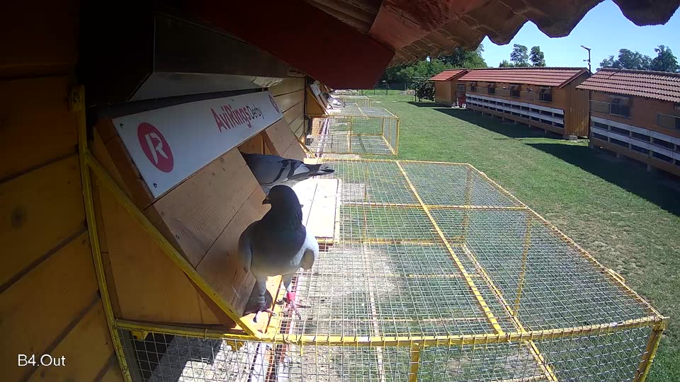 Pigeon Arrival Image For Race Race 2