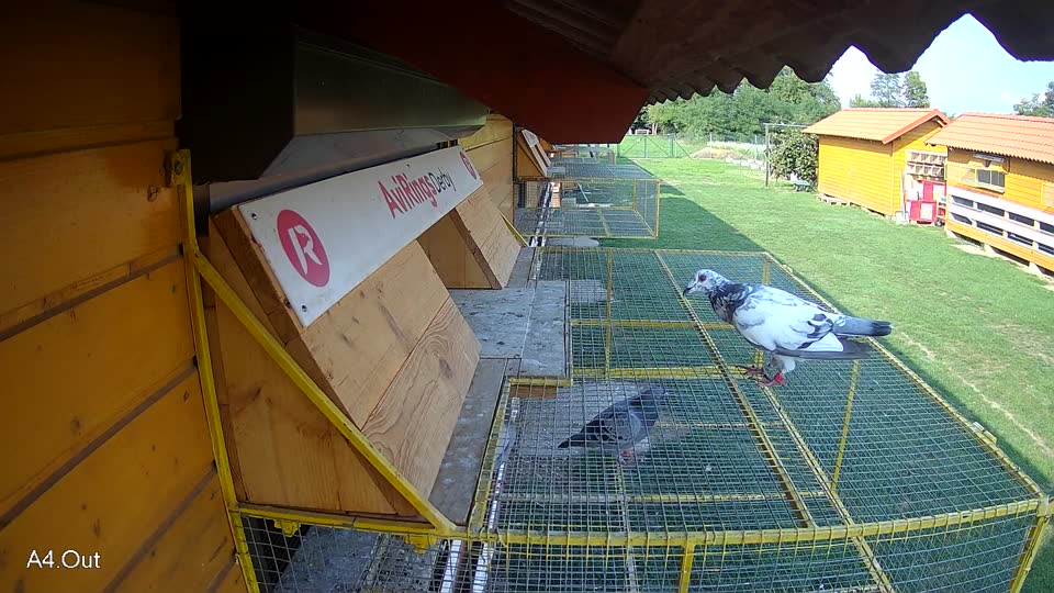 Pigeon Arrival Image For Race Final race 1