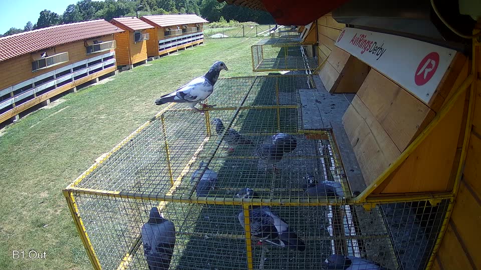 Pigeon Arrival Image For Race Race 5