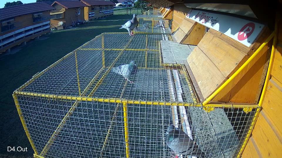Pigeon Arrival Image For Race Race 3