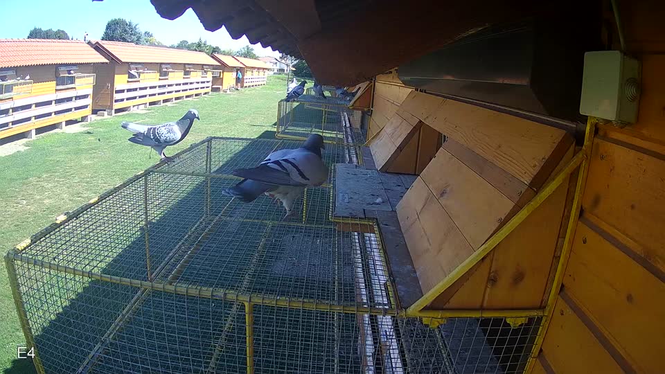 Pigeon Arrival Image For Race Race 2