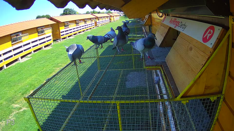 Pigeon Arrival Image For Race Race 2