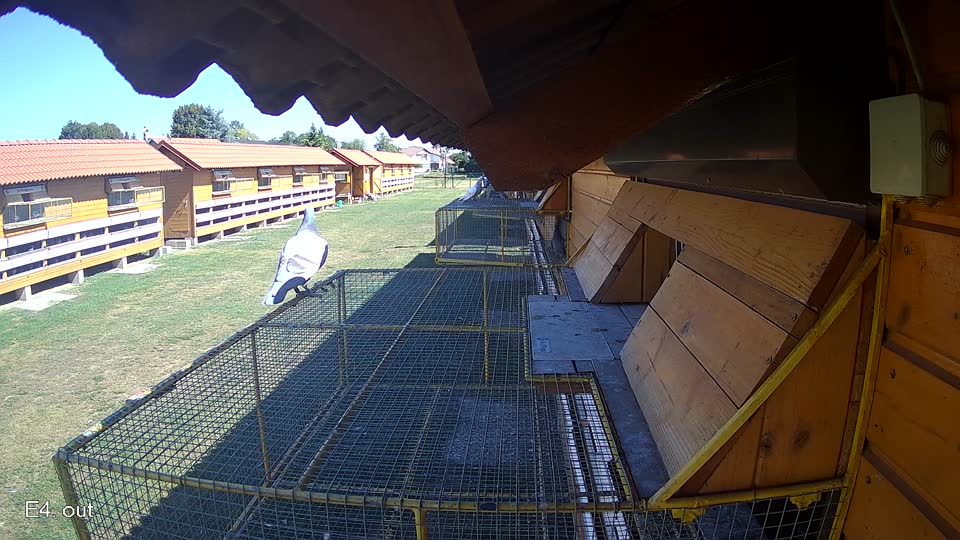 Pigeon Arrival Image For Race Race 3