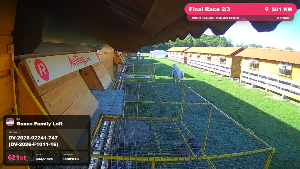 Pigeon Arrival Image For Race Final Race 2/3