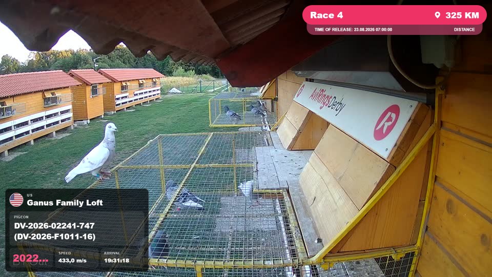 Pigeon Arrival Image For Race Race 4