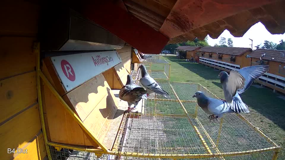 Pigeon Arrival Image For Race Race 1