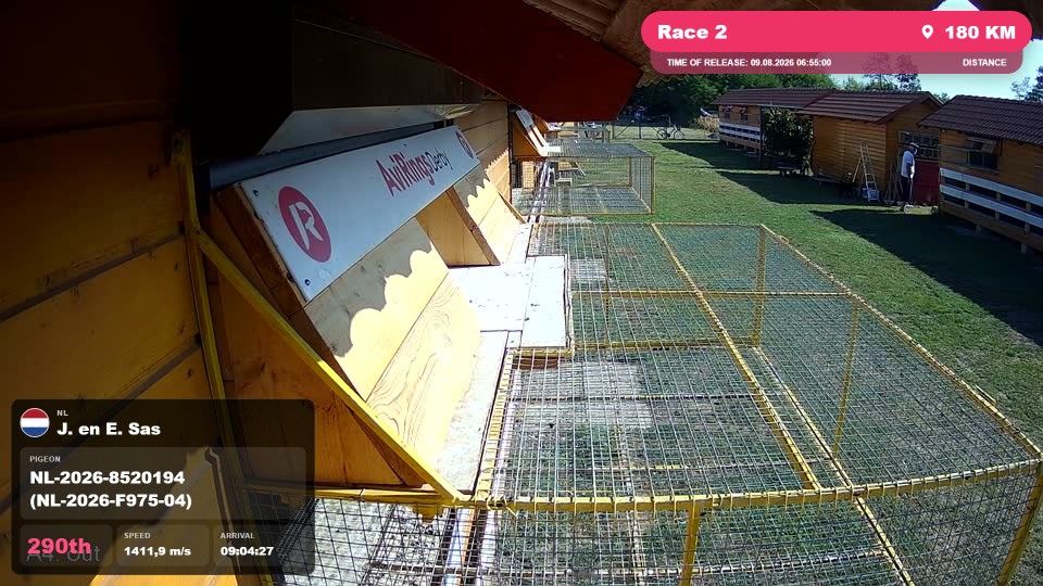 Pigeon Arrival Image For Race Race 2