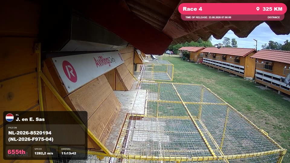 Pigeon Arrival Image For Race Race 4