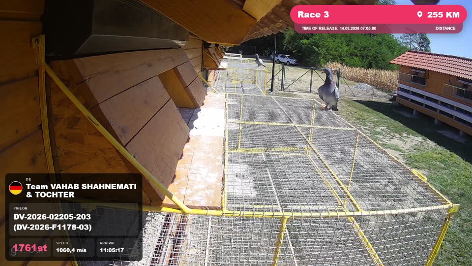 Pigeon Arrival Image For Race Race 3