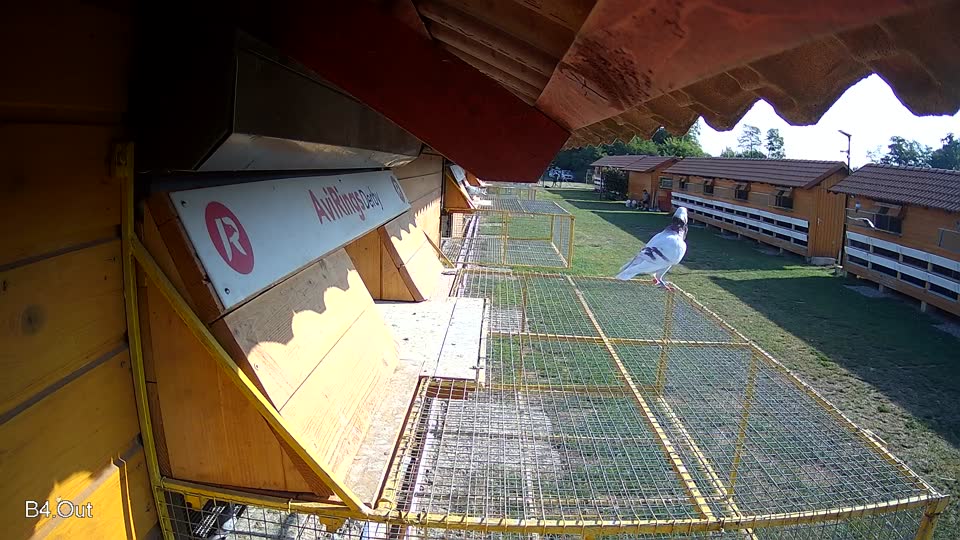 Pigeon Arrival Image For Race Race 1