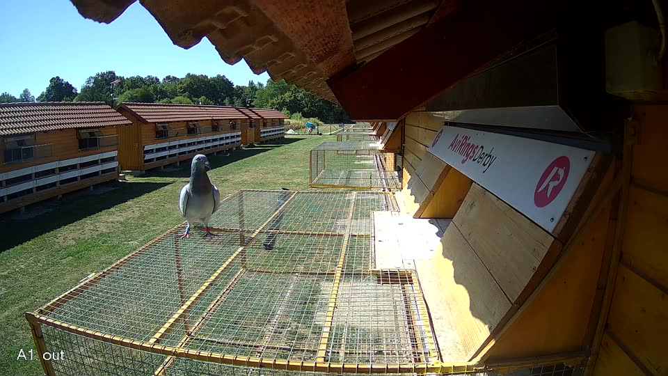 Pigeon Arrival Image For Race Race 3