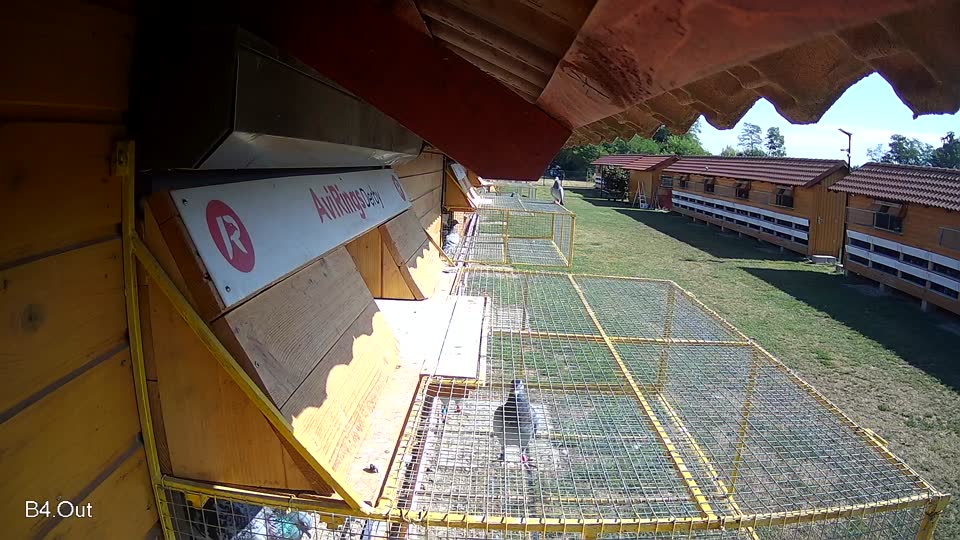 Pigeon Arrival Image For Race Race 2