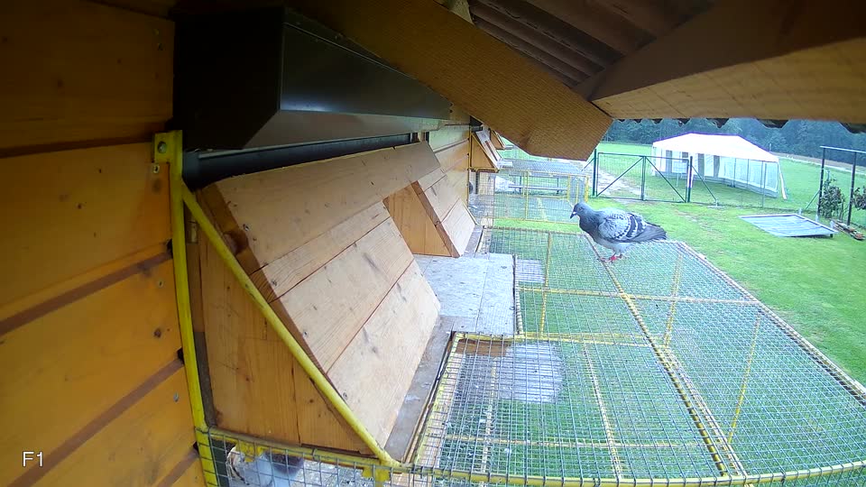 Pigeon Arrival Image For Race Final race 3